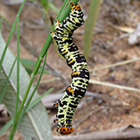 Emmelia tanzaniae hampsoniana larva